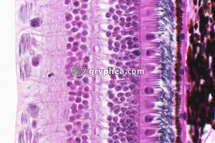 Rétine x200 - gryphea.com